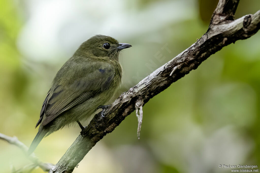 Black Manakin male immature