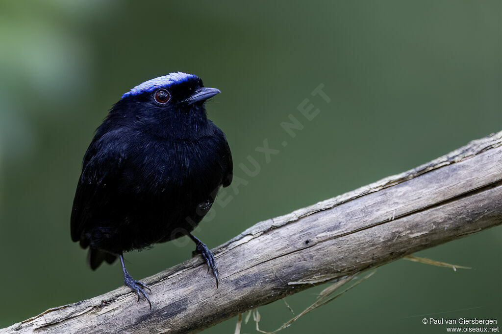 Manakin velouté mâle adulte
