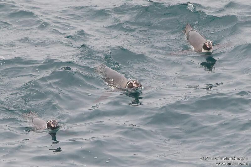 Humboldt Penguin
