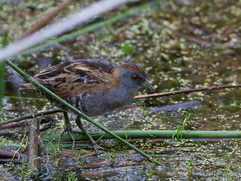Baillon's Crakeadult
