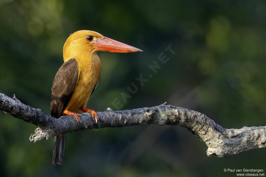 Martin-chasseur à ailes brunesadulte