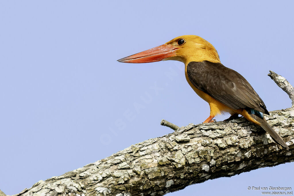 Martin-chasseur à ailes brunesadulte