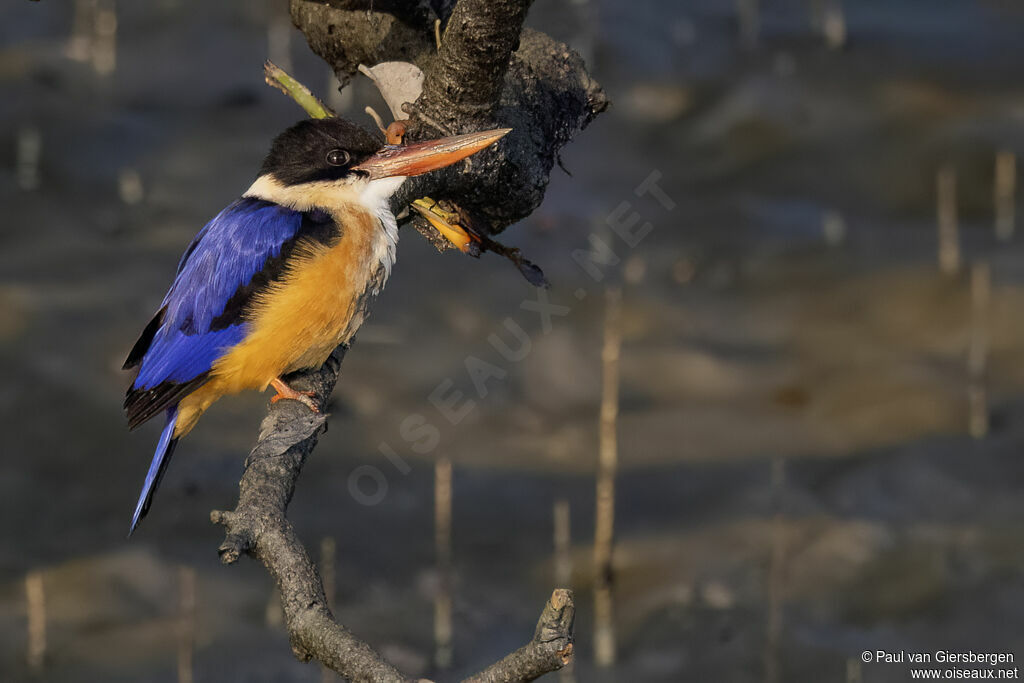 Martin-chasseur à coiffe noireadulte