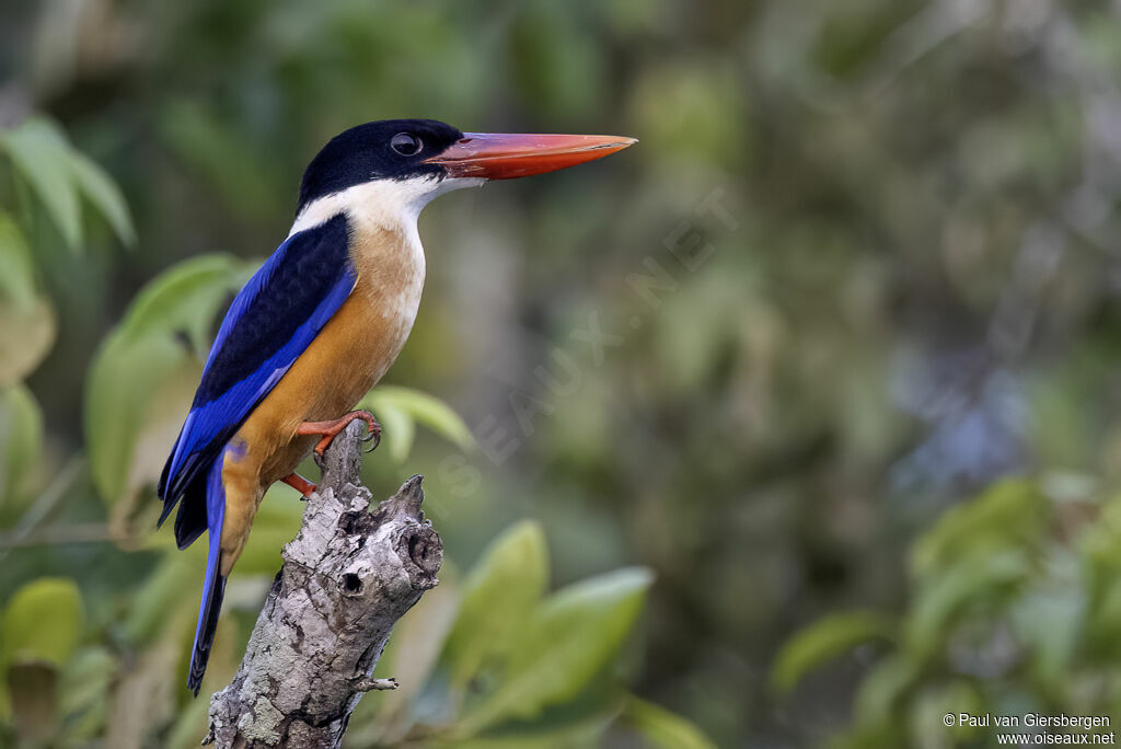 Martin-chasseur à coiffe noireadulte