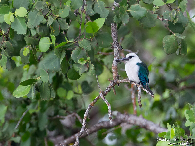 Beach Kingfisher