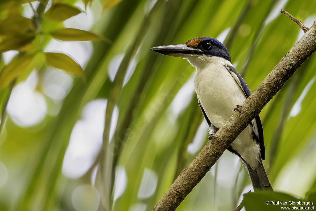 Rufous-lored Kingfisheradult