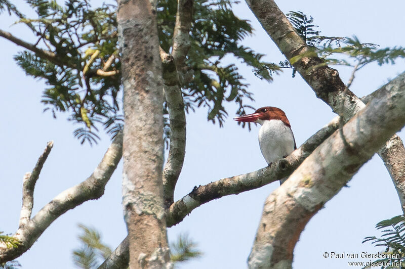 Martin-chasseur marronadulte, habitat