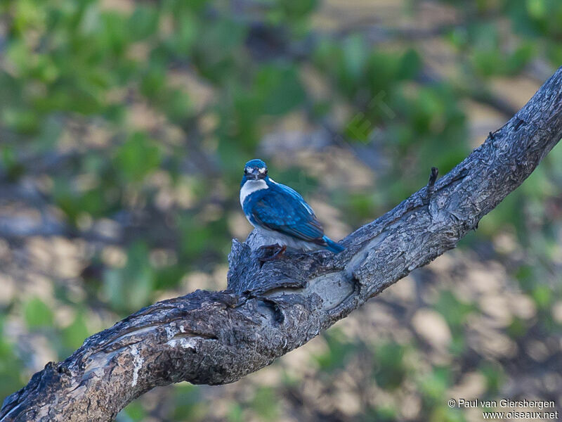 Cerulean Kingfisher