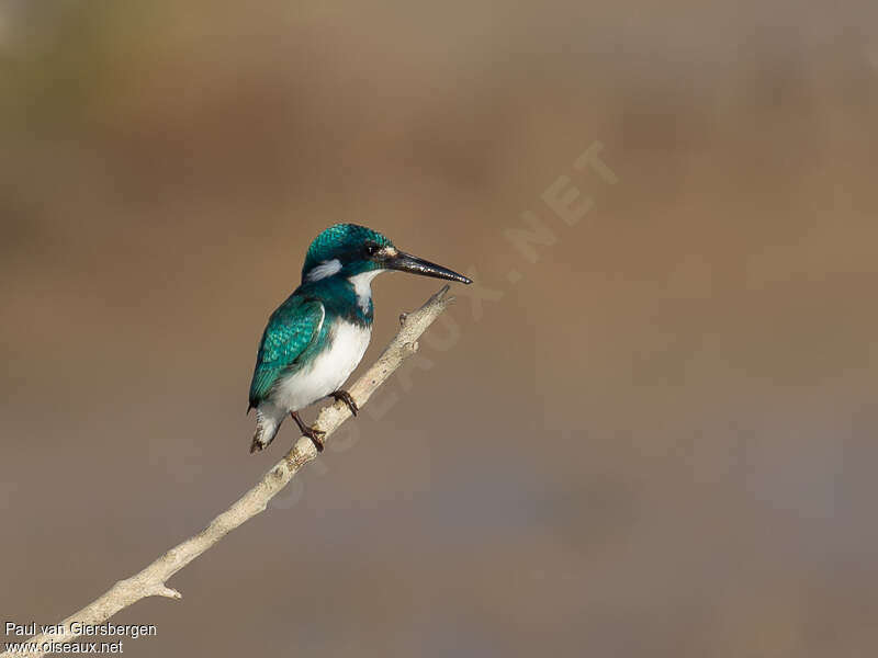 Cerulean Kingfisheradult, identification