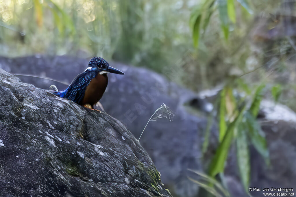 Martin-pêcheur de Blythadulte