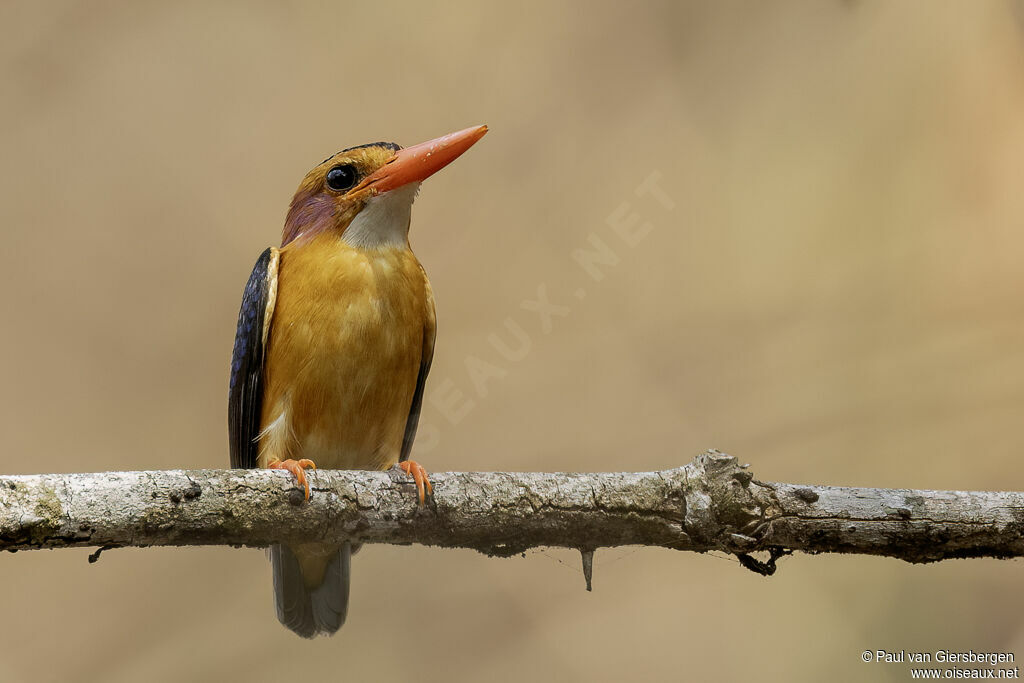 African Pygmy Kingfisheradult