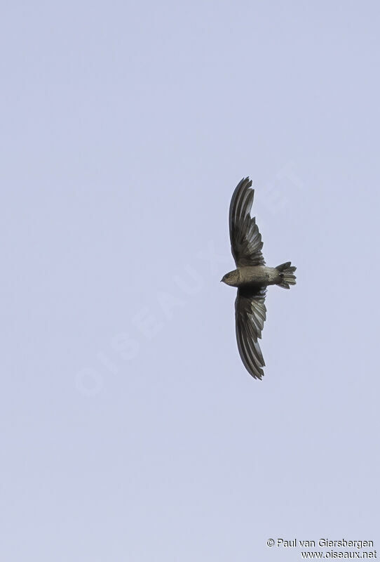 Madagascar Spinetailadult