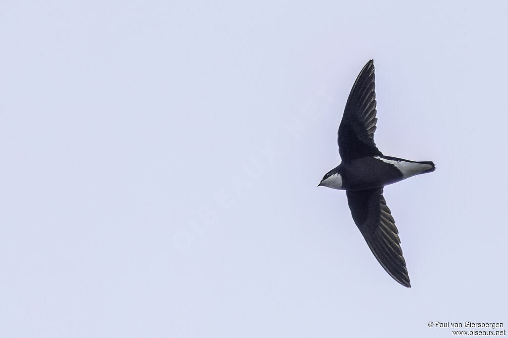White-throated Needletailadult