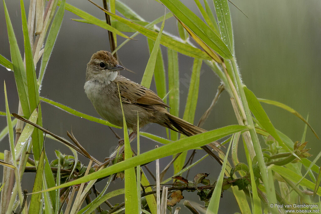 Mégalure fauveadulte