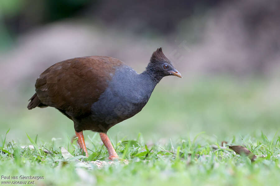 Mégapode de Reinwardtadulte, identification