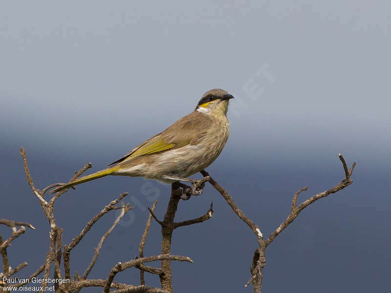 Singing Honeyeateradult
