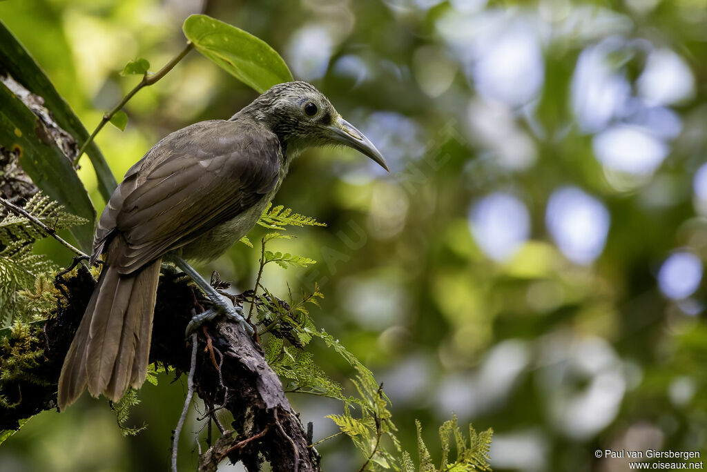 Makira Honeyeateradult