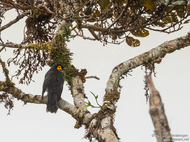 Common Smoky Honeyeater