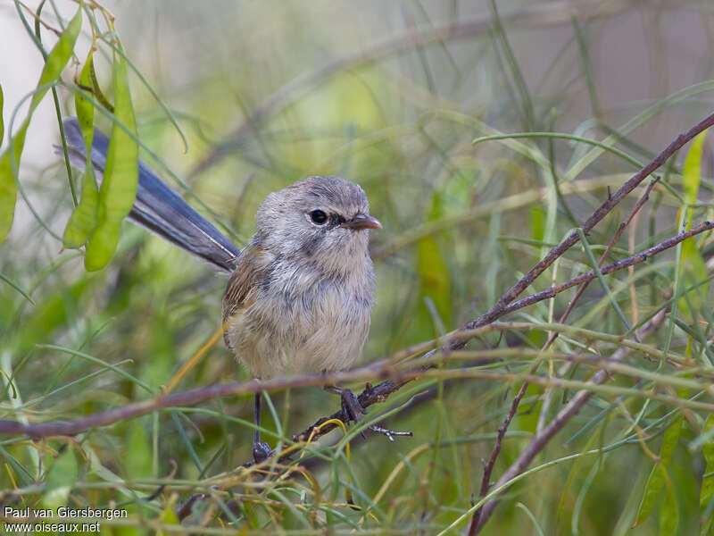 Purple-backed Fairywren female adult