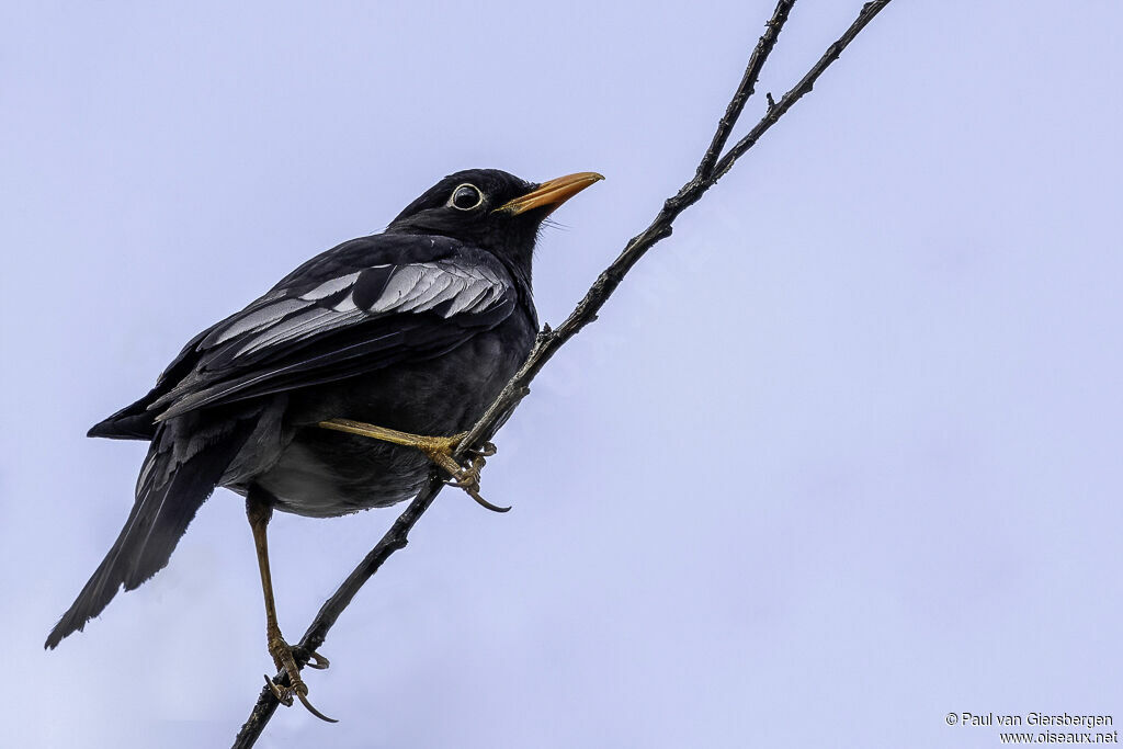 Grey-winged Blackbirdadult