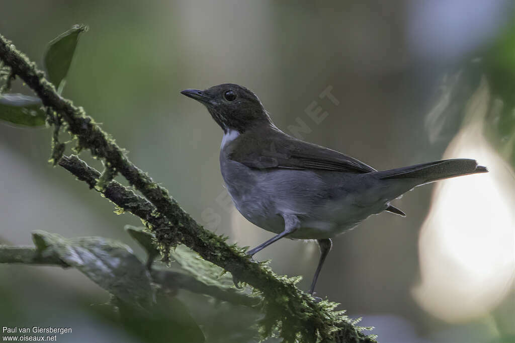 Merle à col blancsubadulte, identification