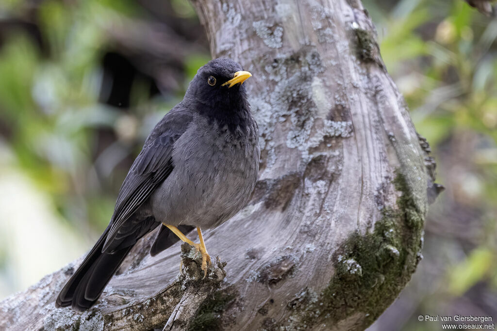 Merle de Somalieadulte