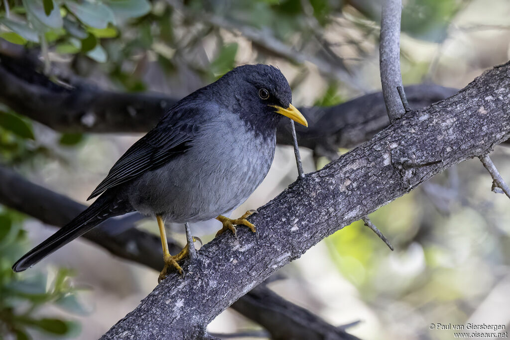 Merle de Somalieadulte