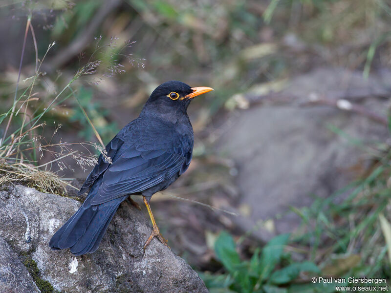 Merle des Nilgiri