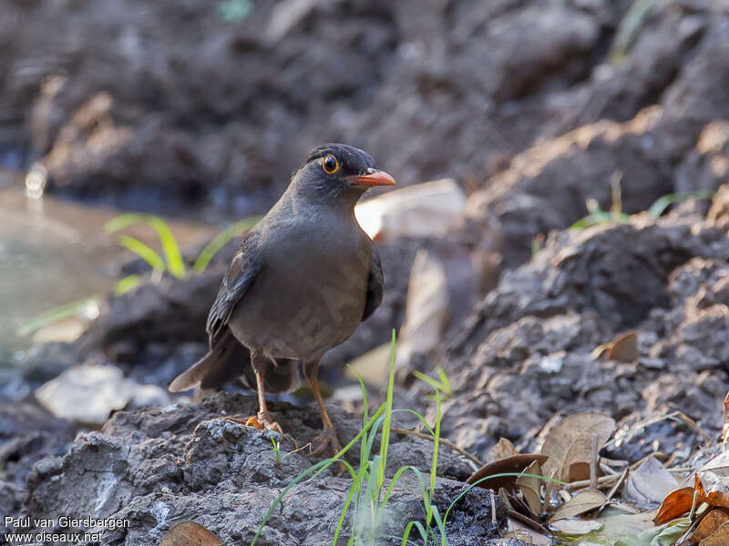 Merle des Nilgiri mâle adulte, identification