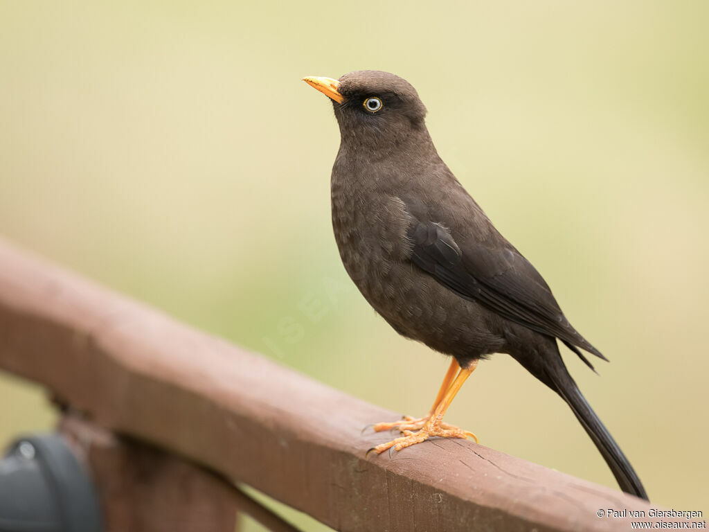 Sooty Thrush female adult