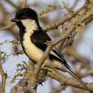 Mésange à ailes blanches