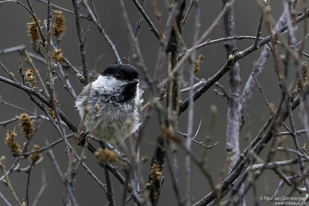 Mésange boréale