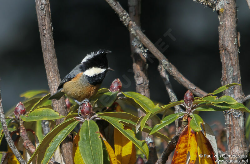 Mésange cul-rouxadulte