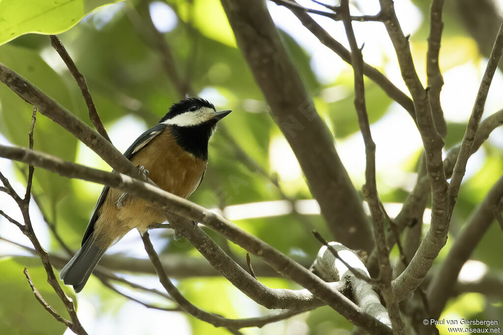 Mésange de Gouldadulte