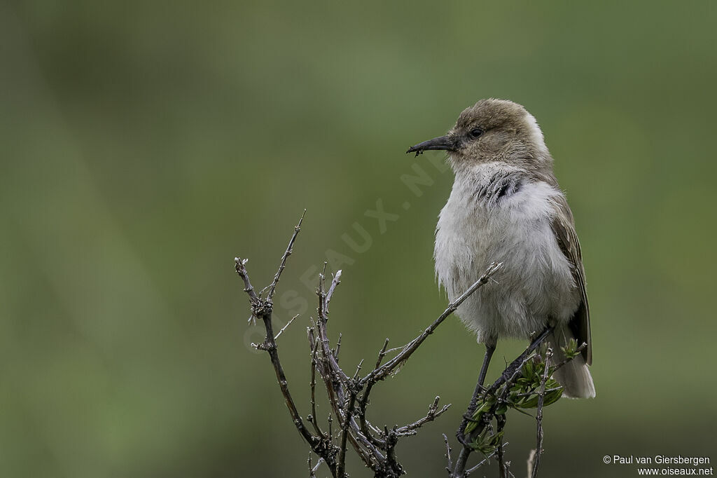 Mésange de Humeadulte