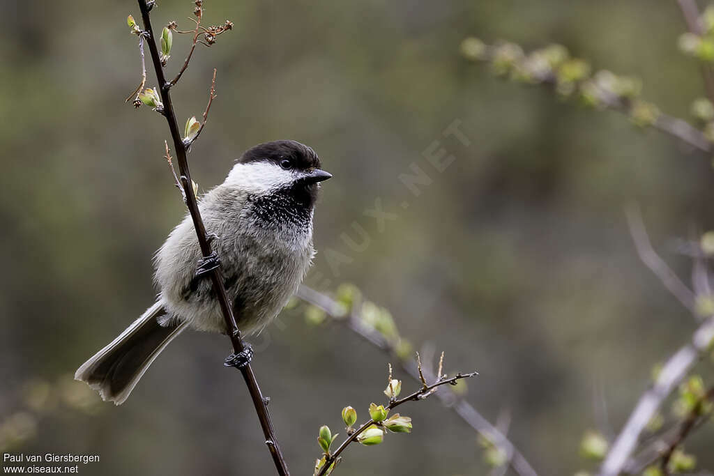 Mésange de Weigoldadulte