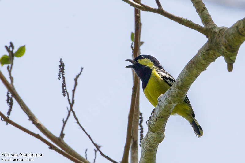 Elegant Titadult, song