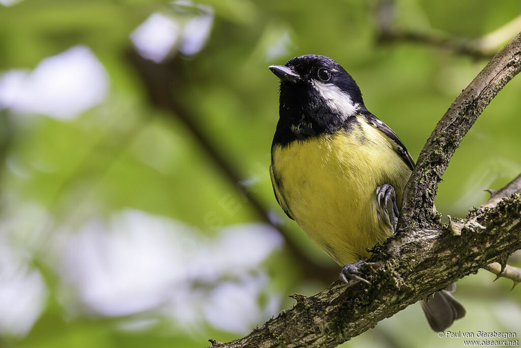Mésange gracieuseadulte