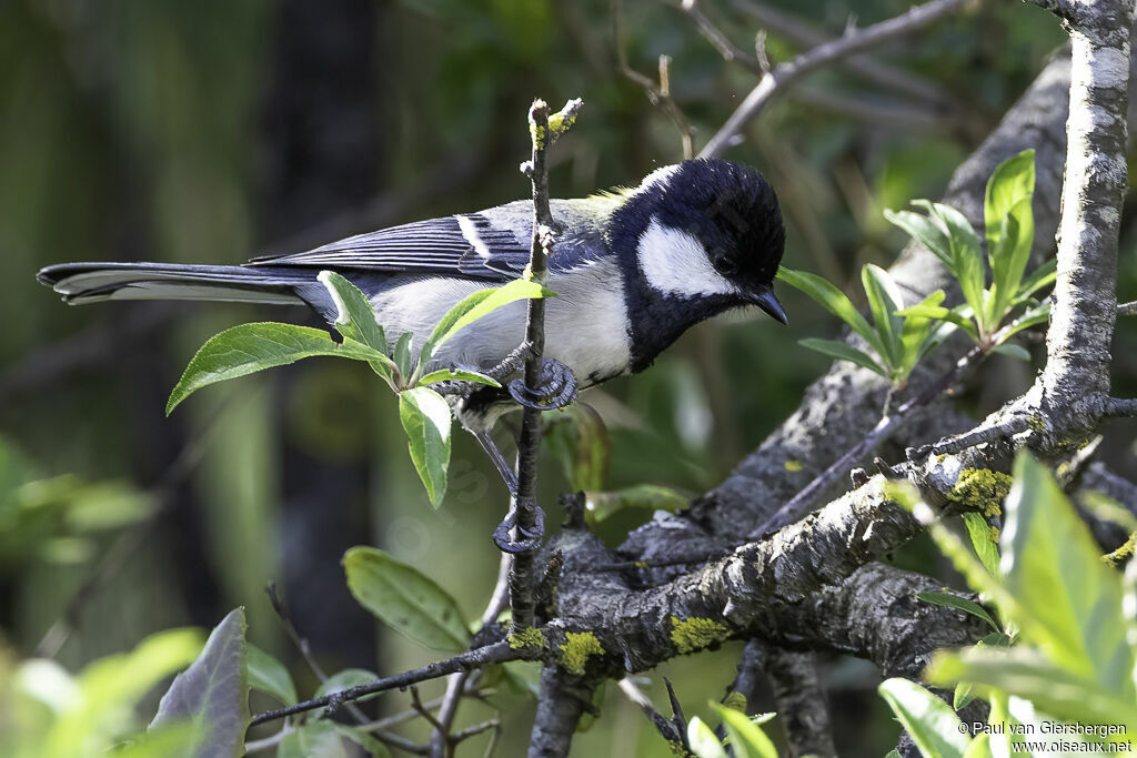 Mésange indienneadulte