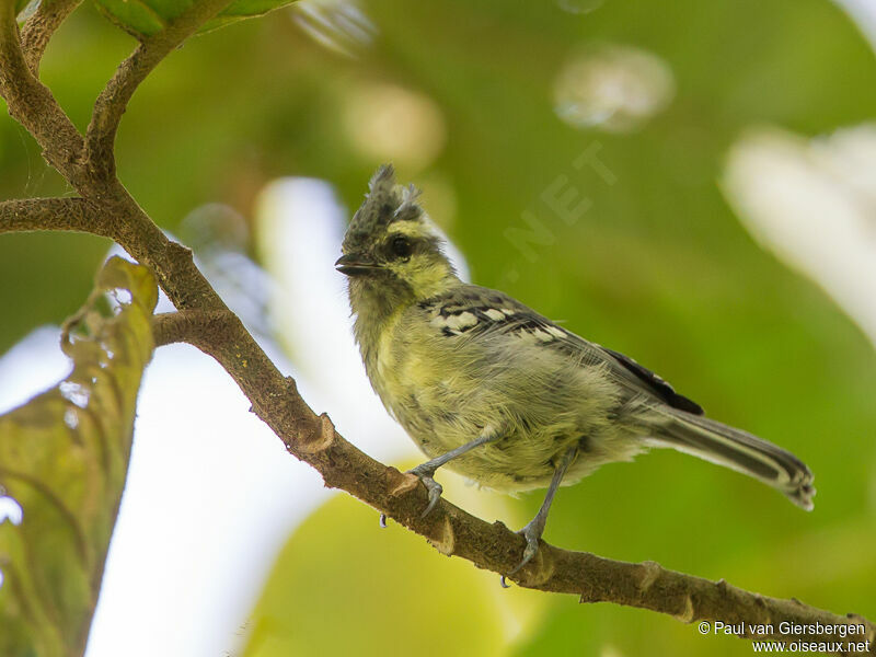 Mésange jaune