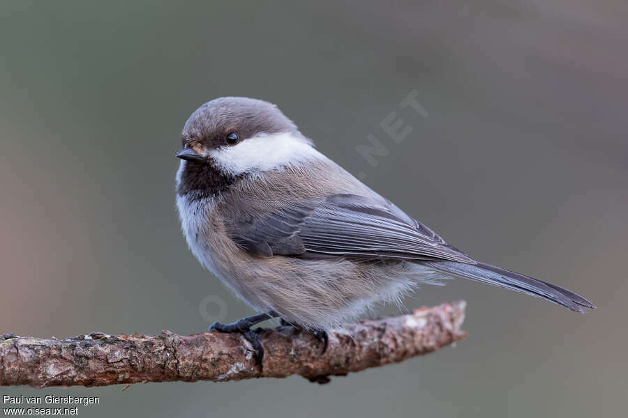 Mésange laponeadulte, identification