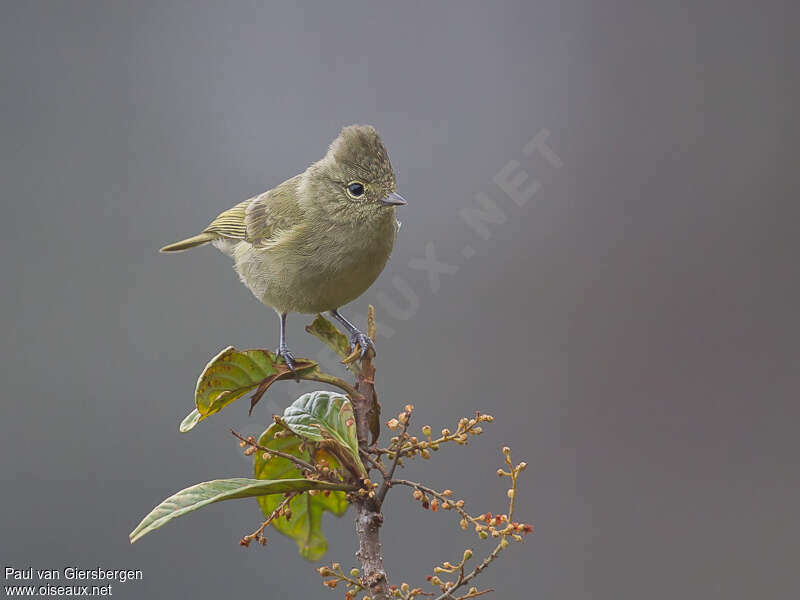 Mésange modesteadulte, portrait