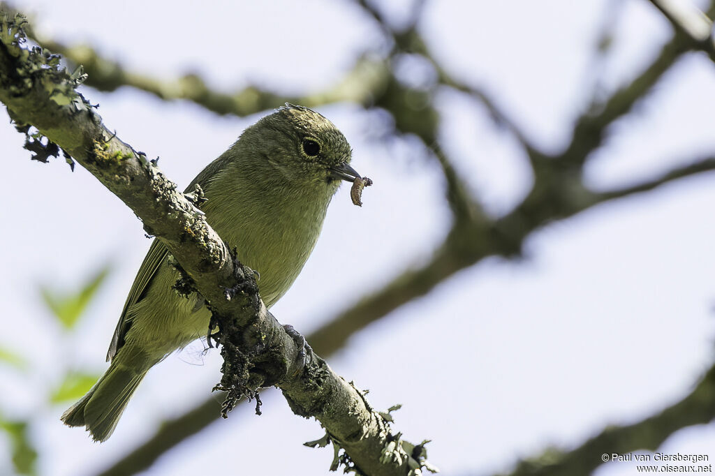 Mésange modesteadulte