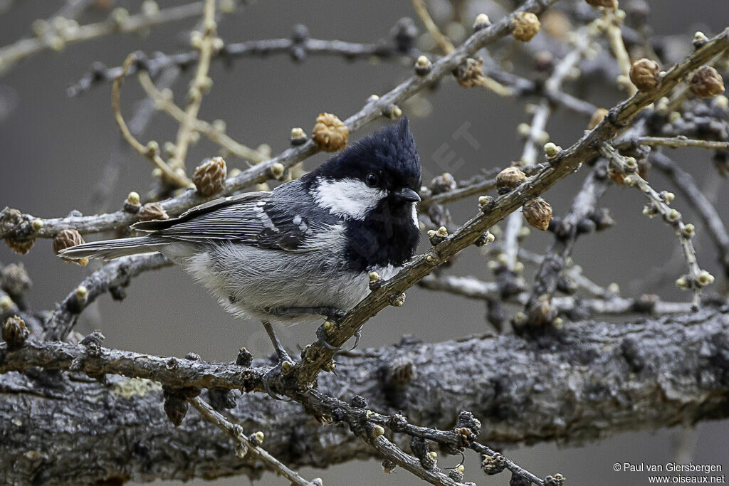 Mésange noireadulte