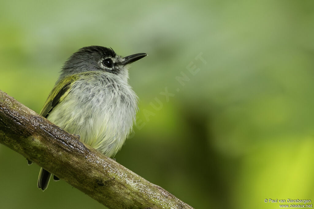 Microtyran à calotte noireadulte