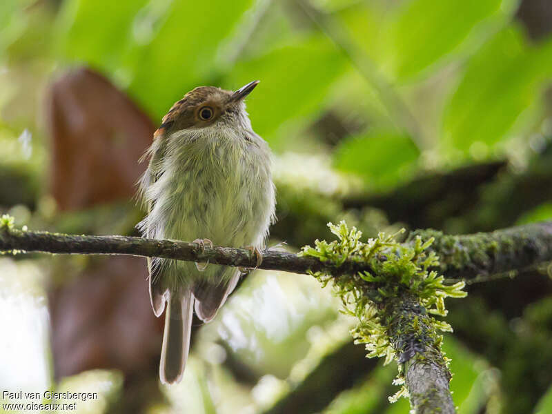 Microtyran cheveluadulte, portrait
