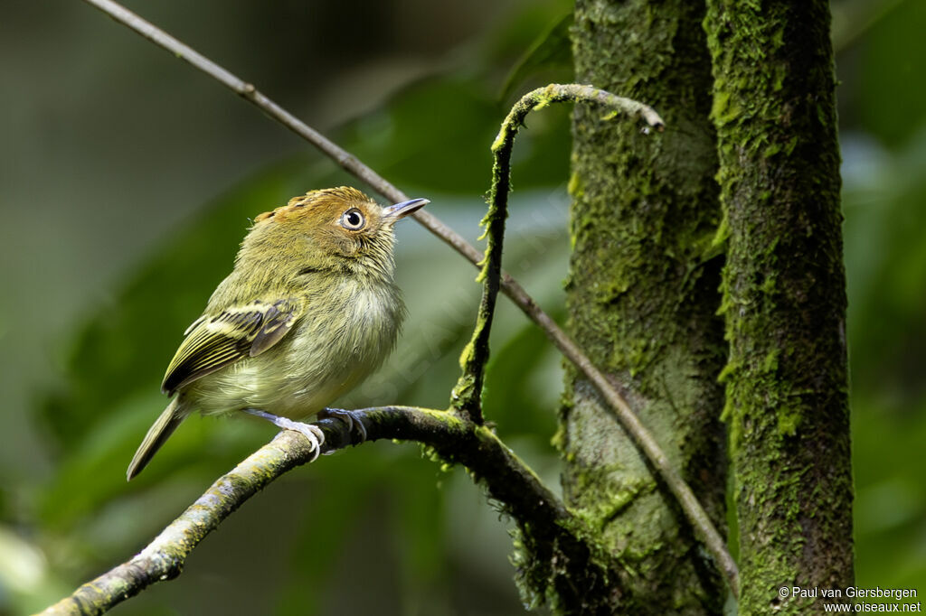 Microtyran cheveluadulte