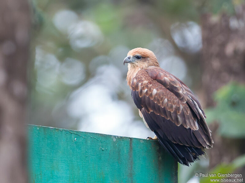 Brahminy Kiteimmature