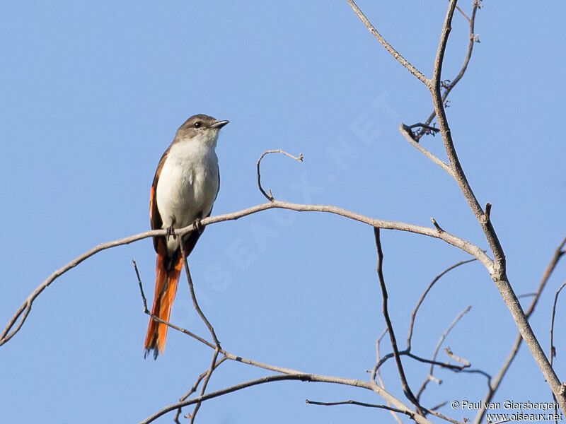 Minivet de Sumbawa