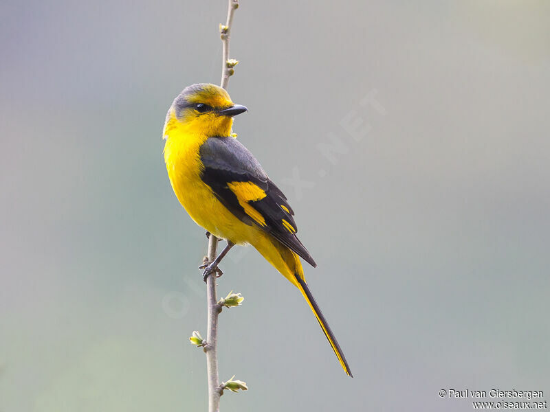 Minivet écarlate femelle adulte